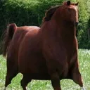 honse