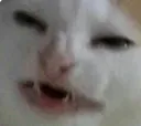 WhatCat
