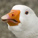 Quack