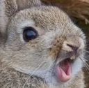 PogBun PogBun