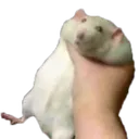 FatRatBeingGrabbed