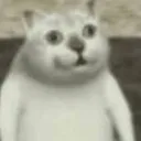 ballsackcat