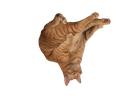 catflip Discord emoji