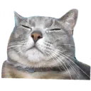cat Discord Emoji