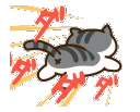 kittyrun