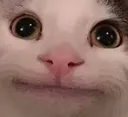 catpolite Discord Emoji