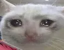 SadCat Discord Emoji