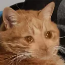 CatSad_6 CatSad_6