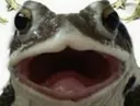 Froge froge Discord Emoji