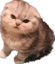 clBR_angrycat Discord Emoji