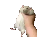 ratshake