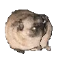 DV_dancing_dog_thicccc