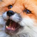 foxSad