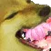 nomnomnom