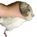 FatRatBeingGrabbedSideways