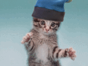 cute_cat