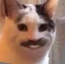 catstache