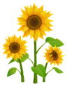 fsc_sunflower