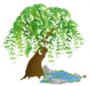fsc_weeping_willow