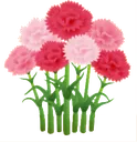 fsc_carnation