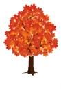 fsc_maple