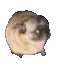TL_DogDance TL_DogDance