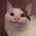 catdaa Discord Emoji