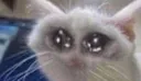 sniff