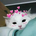 Cat Love cat_love Discord Emoji