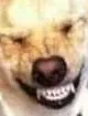 doggosmile