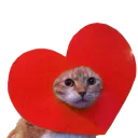 redheartcat