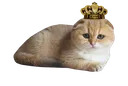 Catking CatKing Discord Emoji