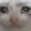 sadcat