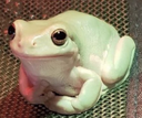 frog Discord emoji