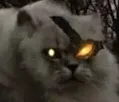 catBastard