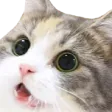 Catbeg catbeg Discord Emoji