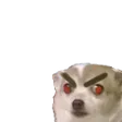 tinyAngryChiwa