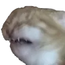 cat_freakout Discord Emoji