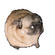 dancing_pug Discord Emoji
