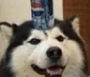 PepsiDoggo