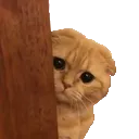 CatPeek