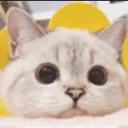 LB_catbored Discord Emoji