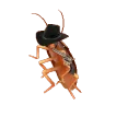 yeehaw
