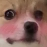 doggieblush