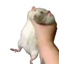 Gerbil_HyperShake