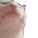catJAM