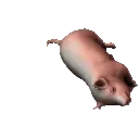 pigroll