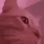 catvibing2