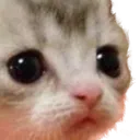 sadcat3