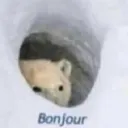 bonjour bonjour
